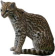 gattopardo-onirico