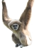 Nome in codice (Gibbone Coraggioso) della versione 7.10 di Ubuntu