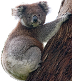 Nome in codice (Karmic Koala, il Koala Karmico) della versione 9.10 di Ubuntu